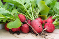 Raphanus sativus, Radish, Radishes, Common Radish, Garden Radish